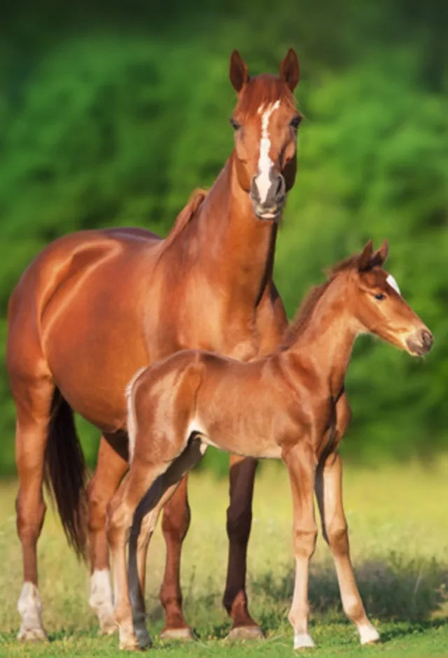 A brown mare standing over a small brown foal in a grassy field.